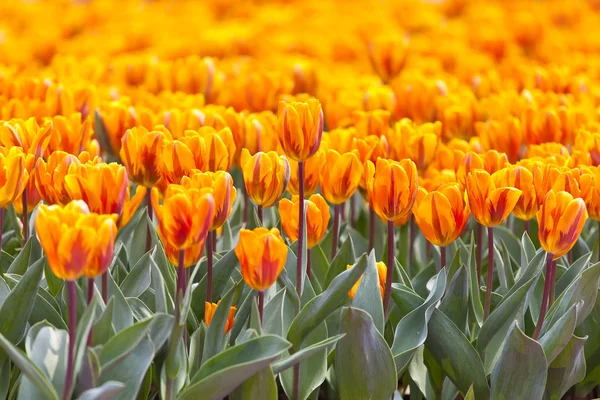 Orange tulip under våren — Stockfoto