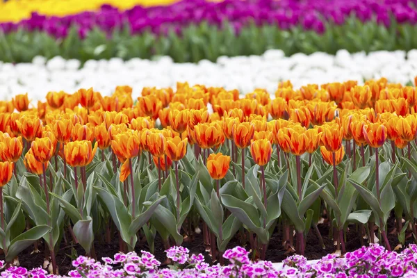 Tulpaner fältet blomma bakgrund — Stockfoto