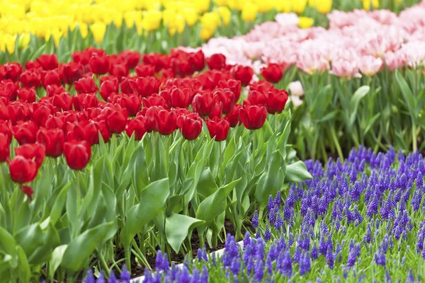 Цветочное поле с тюльпаном — стоковое фото