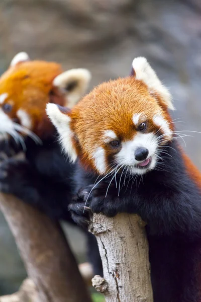 Roter Pandabär — Stockfoto