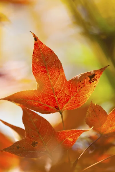 Détail du congé d'érable d'automne — Photo