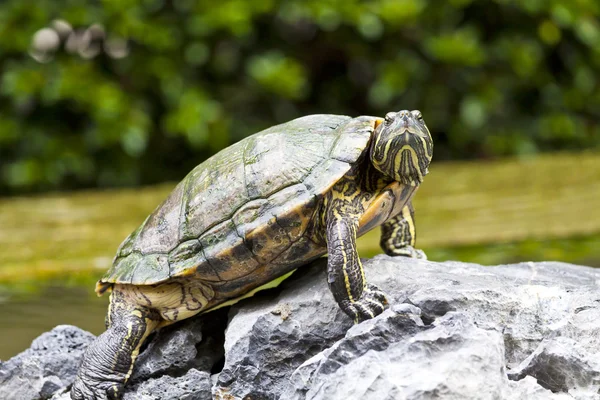 Turtle op rotsen — Stockfoto