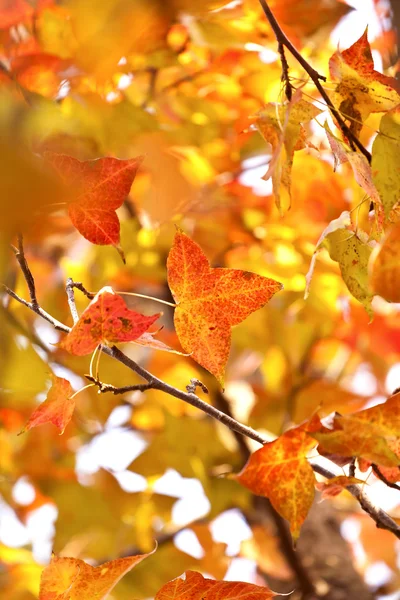 Red leaves in autumn season — Stock Photo, Image