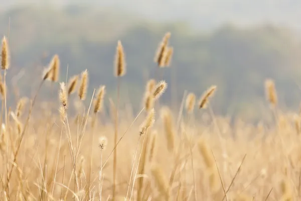 Vetefält bakgrund — Stockfoto