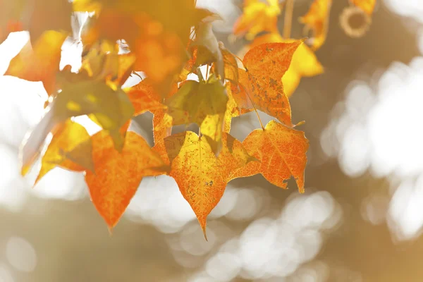 Folhas de outono sob a luz solar — Fotografia de Stock