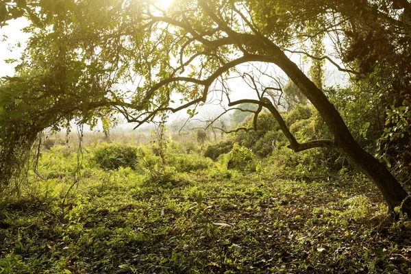 Ηλιαχτίδες χύστε το φθινόπωρο δάσος — Φωτογραφία Αρχείου