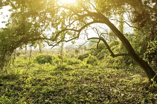 Ηλιαχτίδες χύστε το φθινόπωρο δάσος. φύση σύνθεση. — Φωτογραφία Αρχείου