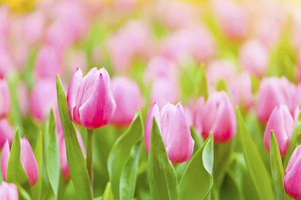 Розовое тюльпановое поле — стоковое фото