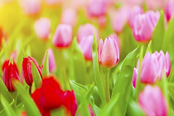 Rosa och Röda tulpaner blossom i vårsäsongen — Stockfoto