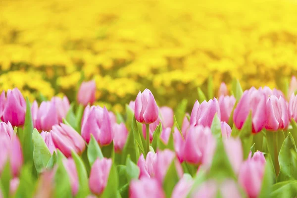 Tulpaner blomma på våren — Stockfoto