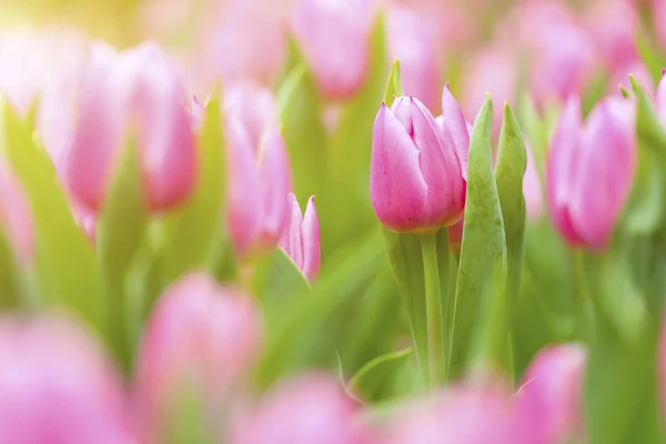 Tulipany pole pod światło słoneczne — Zdjęcie stockowe
