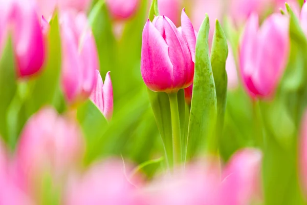 Roze tulpen veld in het voorjaar van — Stockfoto