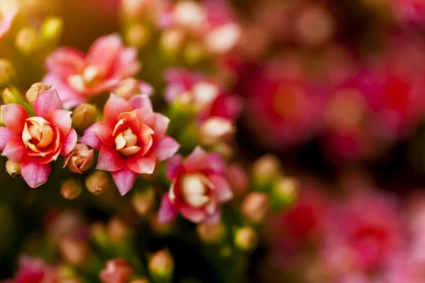 Röda blommor i solljus under våren — Stockfoto