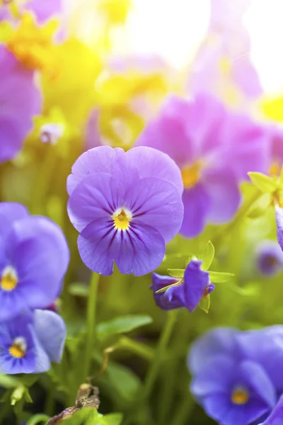自然の中で紫色の花 — ストック写真