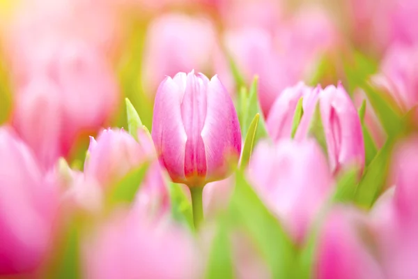 Tulpen in zonlicht in de lentetijd — Stockfoto