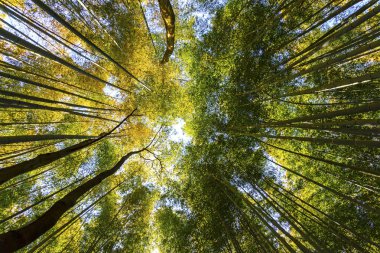 Japonya 'daki Bambu Ormanı