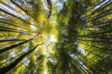 Japonya 'daki Bambu Ormanı