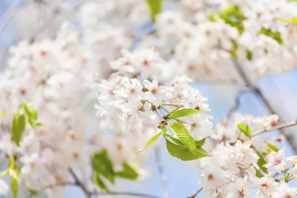 Szakura virágzás tavasszal — Stock Fotó