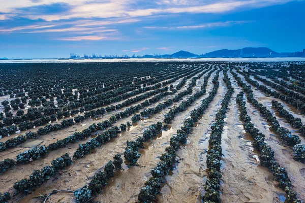 Pôr do sol na costa com campo de ostras — Fotografia de Stock