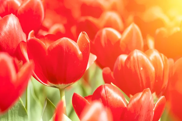 Красные тюльпаны под солнечным светом весной — стоковое фото