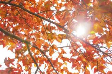 Sonbahar süsü, akçaağaç yaprakları