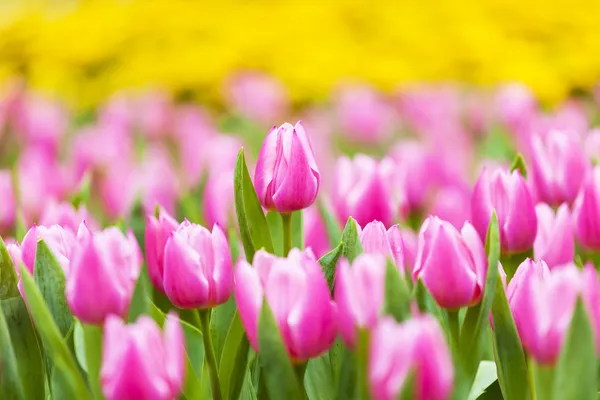 Tulpenfeld im Frühling — Stockfoto