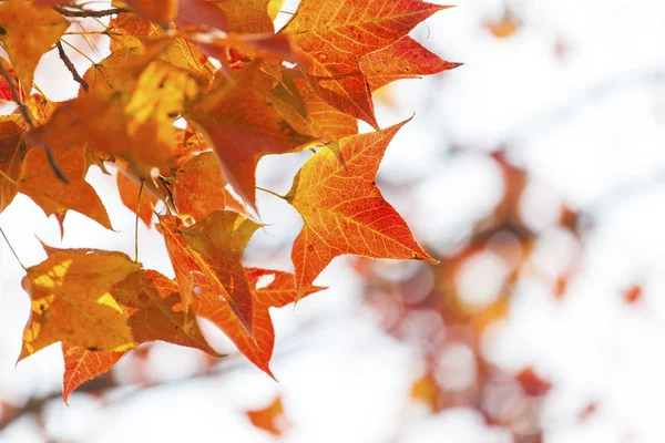 Hojas de arce rojo en otoño — Foto de Stock