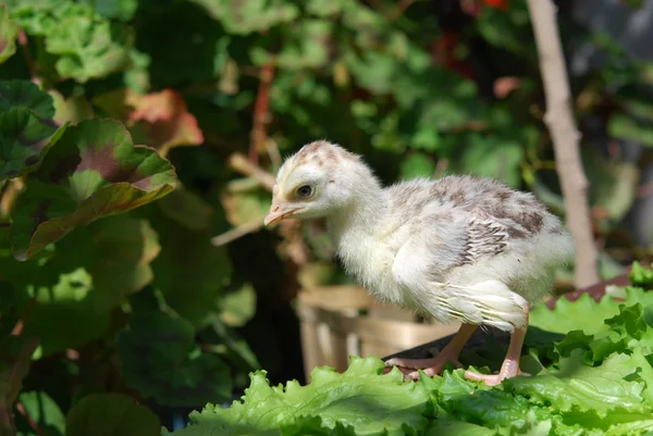 Chicken — Stock Photo, Image