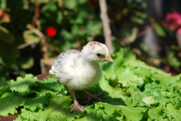 Chicken — Stock Photo, Image