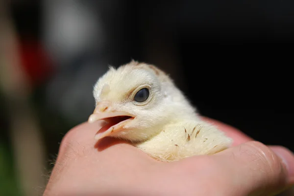 Chicken — Stock Photo, Image