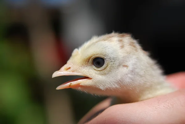 Pollo — Foto de Stock