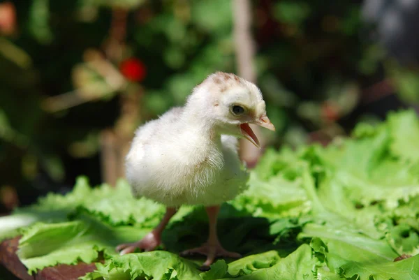 Chicken — Stock Photo, Image