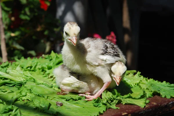 Pollo — Foto de Stock