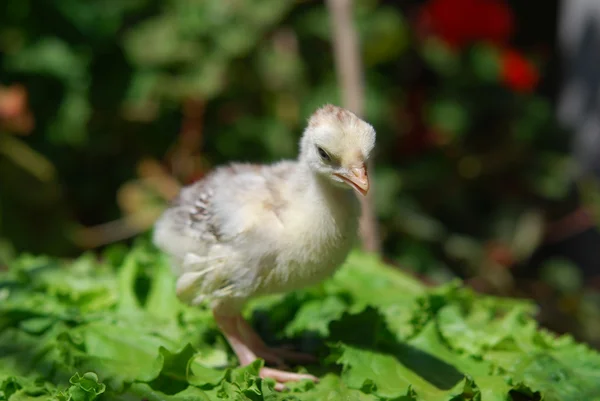 Chicken — Stock Photo, Image