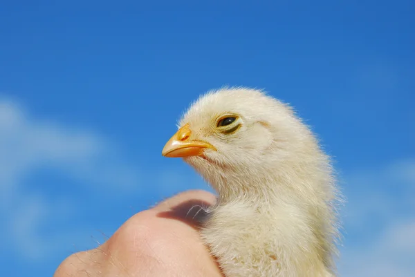 Chicken — Stock Photo, Image