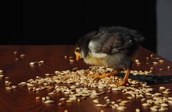 Chicken — Stock Photo, Image