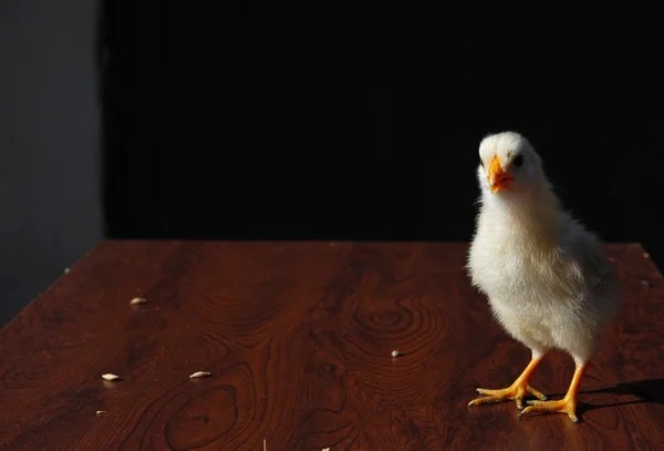 Tavuk — Stok fotoğraf