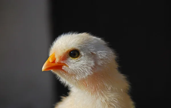 Chicken — Stock Photo, Image