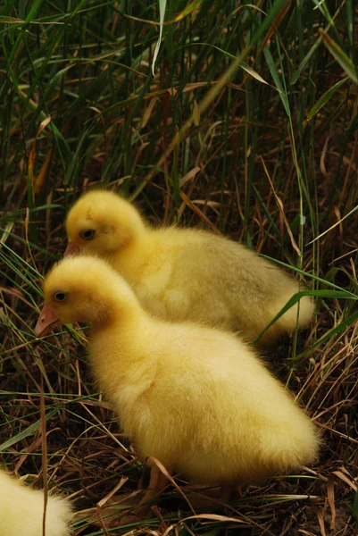 Duckling — Stock Photo, Image