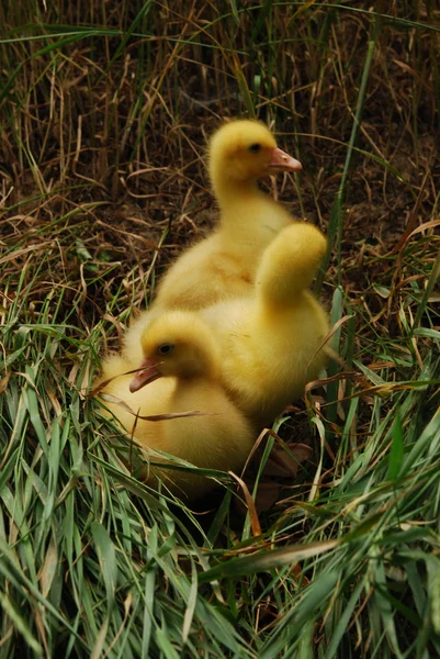 Duckling — Stock Photo, Image