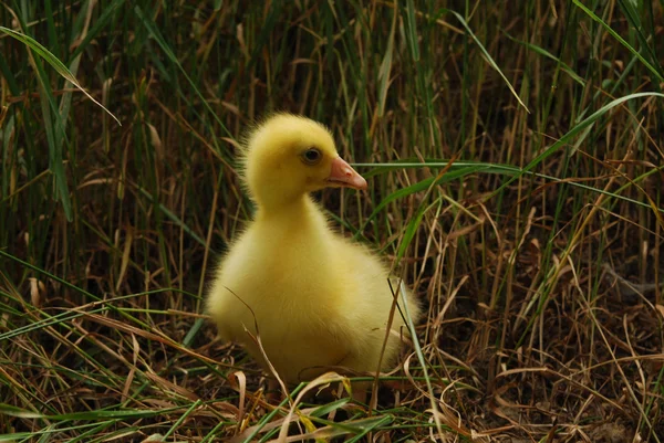 Duckling — Stock Photo, Image