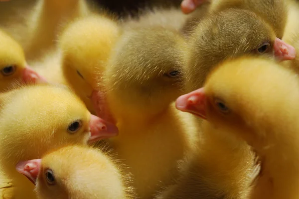 Duckling — Stock Photo, Image