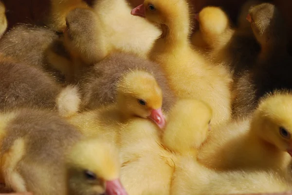 Ducklings — Stock Photo, Image