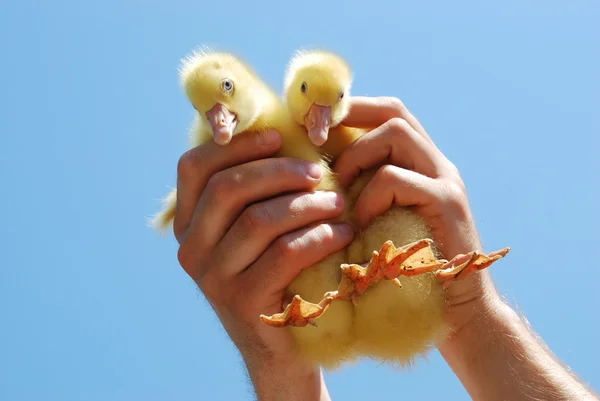 Ducklings — Stock Photo, Image