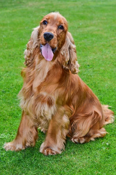 Cocker spaniel dog portrait — Stock Photo, Image