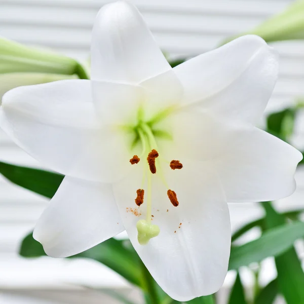 Lilienblüte, Lilium — Stockfoto