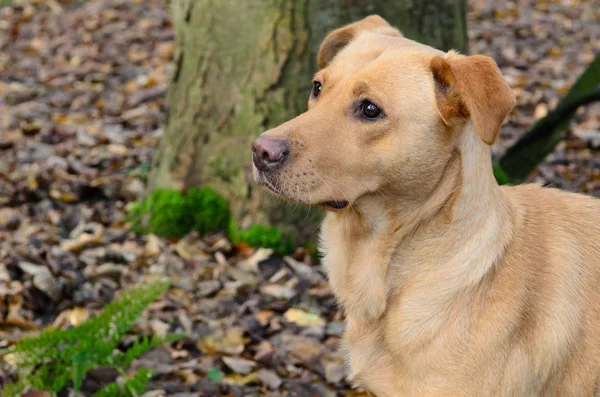 Pracovní labrador — Stock fotografie