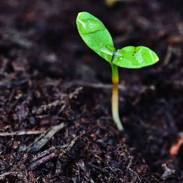 serada büyüyen fidan