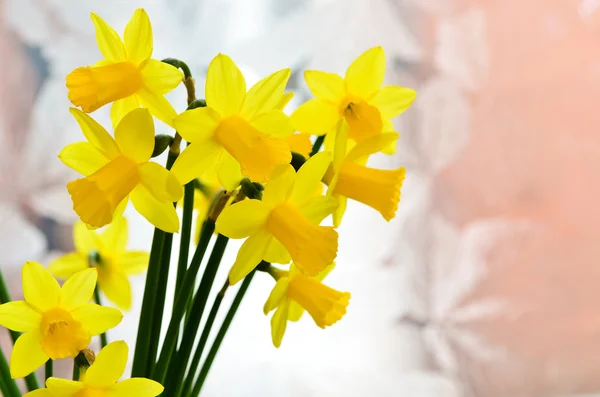 Narcisos de primavera — Fotografia de Stock