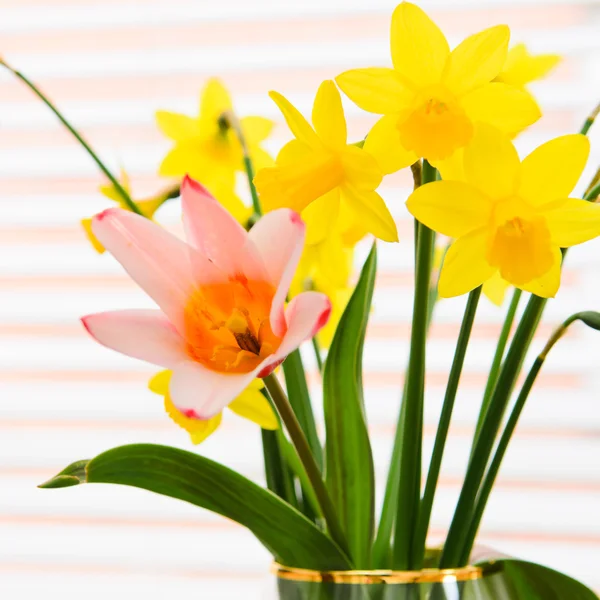 Mooie lentebloemen — Stockfoto